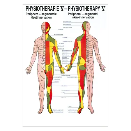Mini-Poster - cutaneous innervation - L x W 34x24 cm