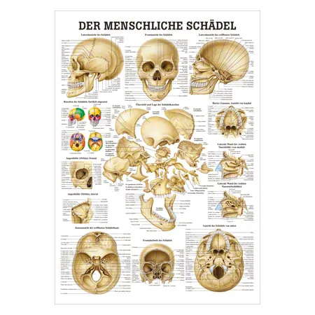 Mini-Poster - skull and bones of the skull, - L x W 34x24 cm