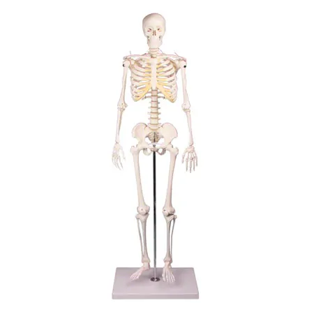 Mini-Skeleton with stand, 80 cm