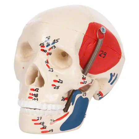 Mini Skull with muscles, 3 pieces.