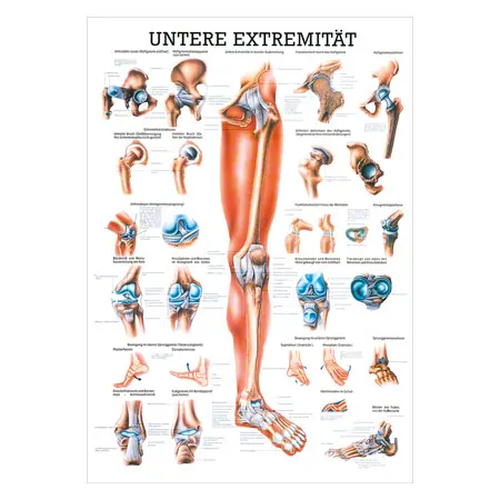 Mini-poster - Lower limb - , LxW 34x24 cm