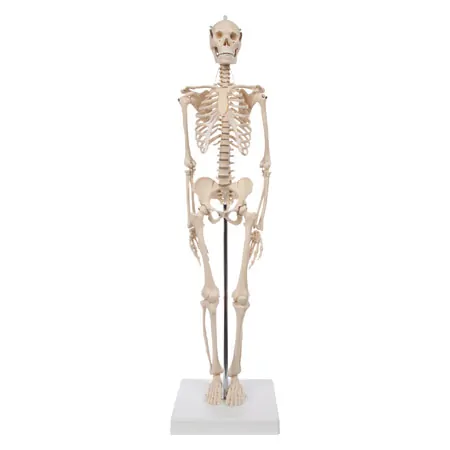 Mini-skeleton incl. stand, 65 cm