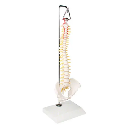 Mini-spinal column incl. stand, 38 cm