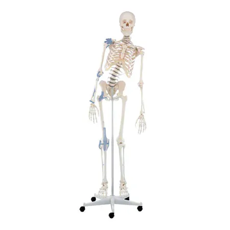 Movable skeleton with ligament apparatus including stand, 176 cm