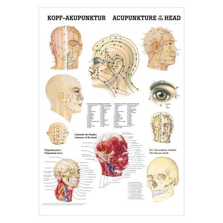 Poster - Head-acupuncture - , L x W 70x50 cm
