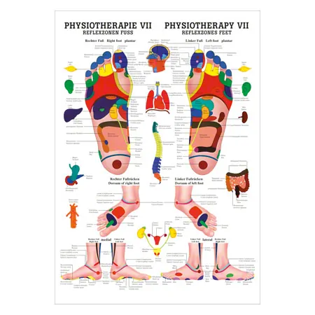Poster - Reflex zones foot - L x W 70x50 cm