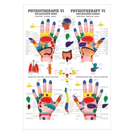 Poster - Reflex zones hand - L x W 70x50 cm
