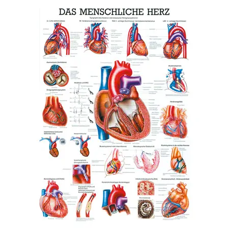 Poster The Heart, LxW 70x50 cm