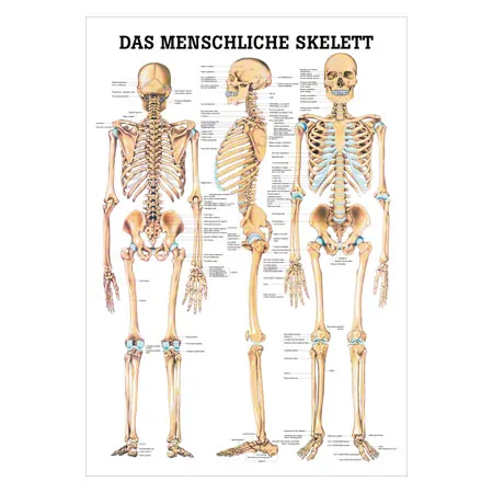 Poster - The human skeleton - L x W 70x50 cm