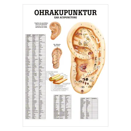 Poster - ear acupuncture - , L x W 70x50 cm