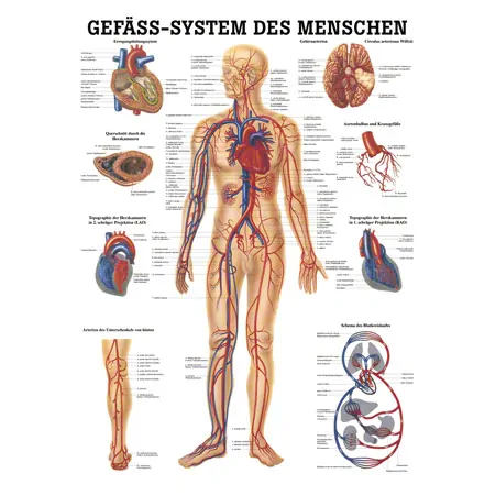 Poster - vascular system - L x W 70x50 cm
