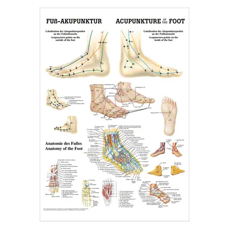 Posters - Foot Acupuncture - L x W 70x50 cm