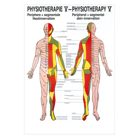 Posters - cutaneous innervation - , L x W 70x50 cm