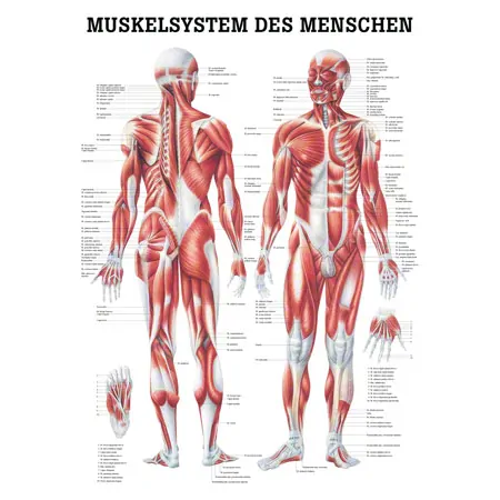 Posters - muscular system - L x W 70x50 cm