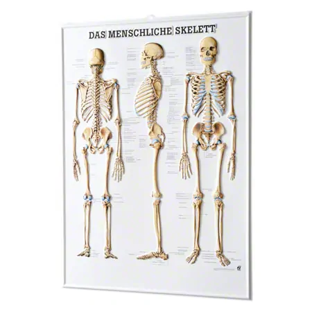 Relief panel The human skeleton, LxW 74x54 cm