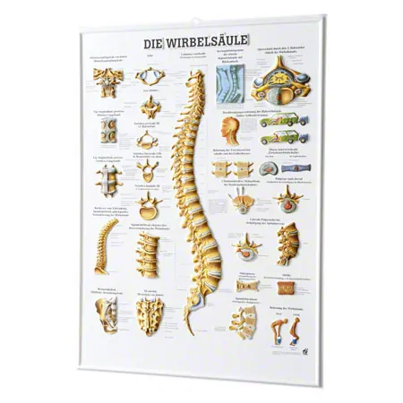 Relief panel The spinal column, L x W 74x54 cm