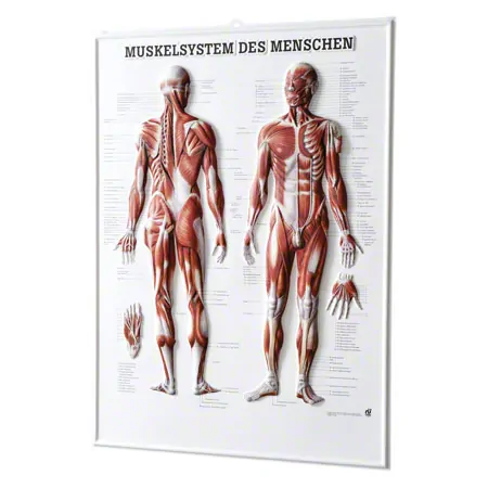 Relief panel human muscular system, LxW 74x54 cm