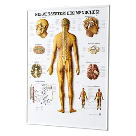 Relief panel human nervous system, LxW 74x54 cm