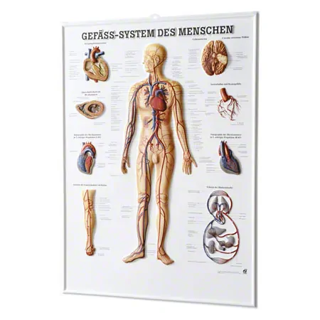 Relief panel human vascular system, LxW 74x54 cm