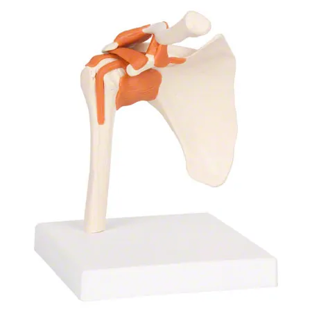 Shoulder joint, LxWxH 17x17x23 cm