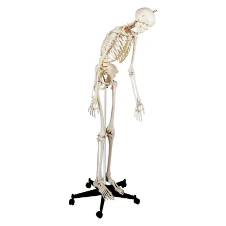 Skeletal incl. tripod, 180 cm, flexible