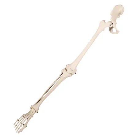 Skeleton of the leg with foot and half pelvis, movable