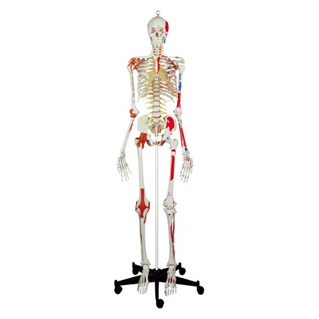 Skeleton super with muscles and ligaments incl. tripod