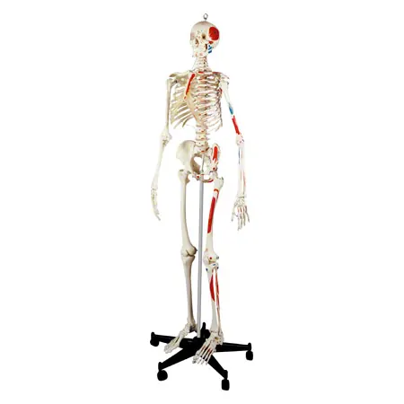 Skeleton with muscles incl. stand, 180 cm