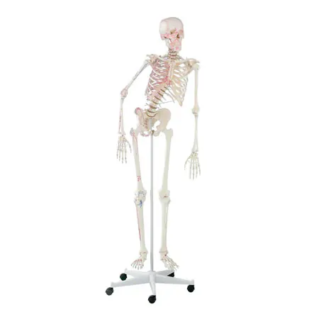 Skeleton with muscles incl. stand, flexible