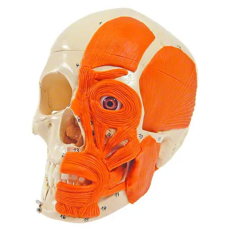 Skull with muscle, 3-piece.