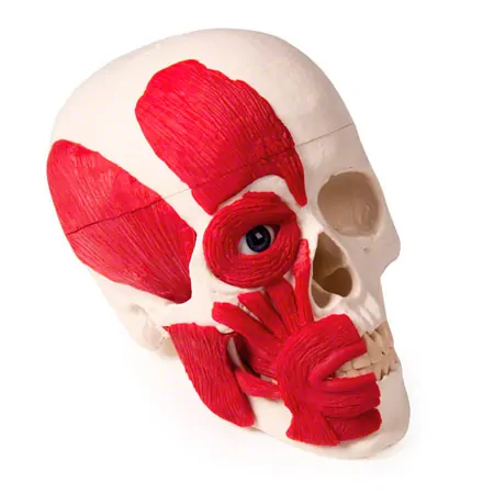 Skull with muscle, 3-piece.