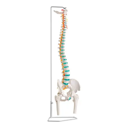 Spinal column incl. stand, 80 cm