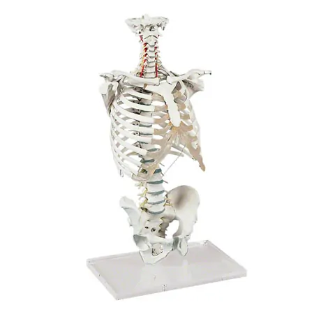 Spinal column with chest, incl. stand, 70 cm