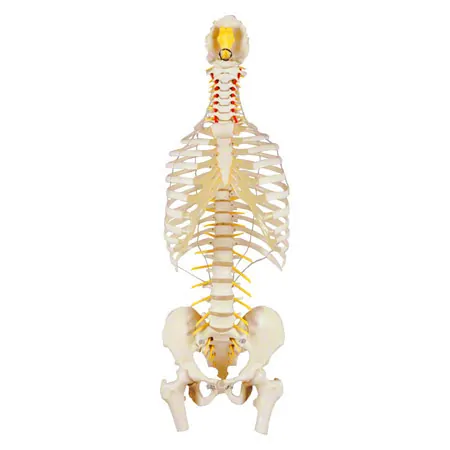 Spinal column with chest, incl. stand, 80 cm