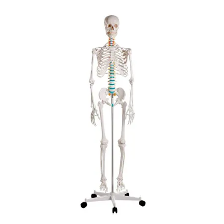 Standard skeleton incl. stand, 178 cm