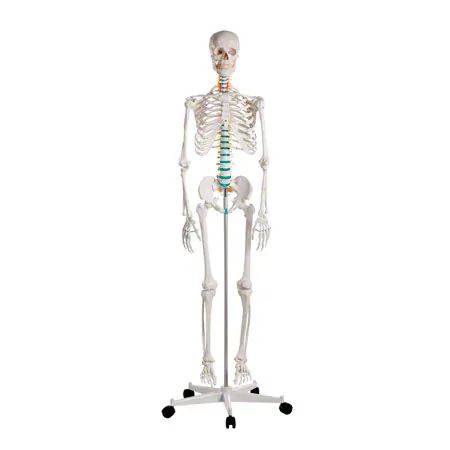 Standard skeleton incl. stand, 178 cm