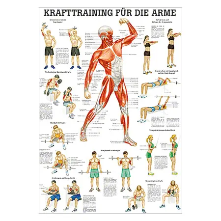 Teaching panel Krafttraining Arme, LxB 100x70 cm