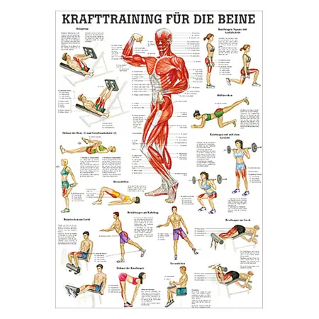 Teaching panel Krafttraining Beine, LxB 100x70 cm
