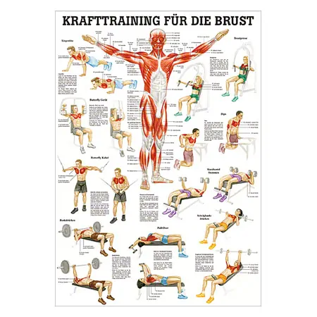 Teaching panel Krafttraining Brust, LxB 100x70 cm
