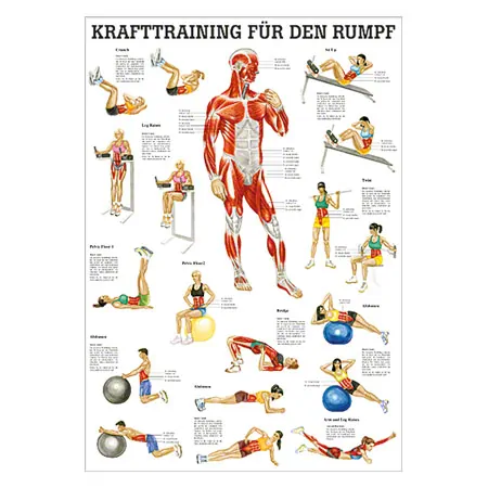 Teaching panel Krafttraining Rumpf, LxB 100x70 cm