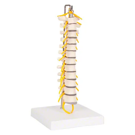 Thoracic spine with nerve cord, flexible