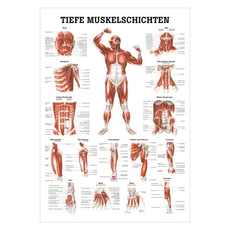 Wall chart - Deep muscle layers-breast - , LxW 100x70 cm