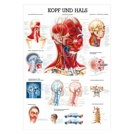 Wall chart - Head & Neck, - LxW 100x70 cm