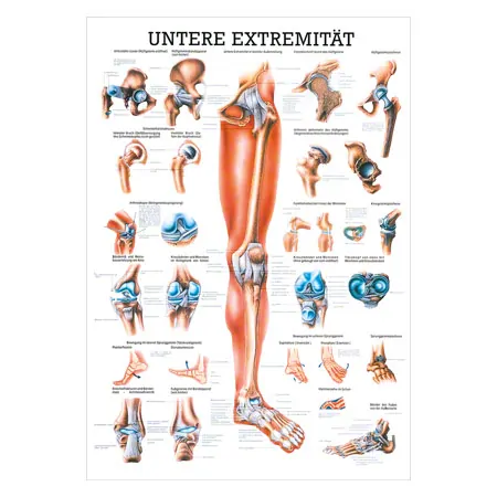 Wall chart - Lower limb - , LxW 100x70 cm