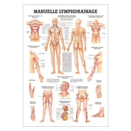 Wall chart - Manual Lymph Drainage - , LxW 100x70 cm
