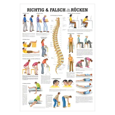 Wall chart - Right or wrong for your back, - LxW 100x70 cm