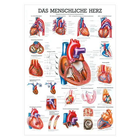 Wall chart - The Heart - , LxW 100x70 cm