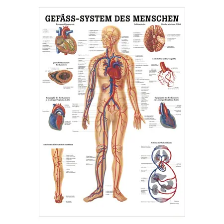 Wall chart - The Vascular System - , LxW 100x70 cm