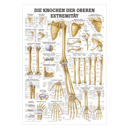 Wall chart - The bones of the upper limb, - LxW 100x70 cm