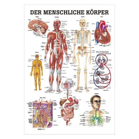Wall chart - The human body - , LxW 100x70 cm